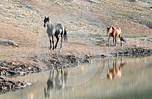 Wild Horses in Montana USA - Black stallion with his Dun mare following him at the water hole in Pryor Mountains Wild Horse Range