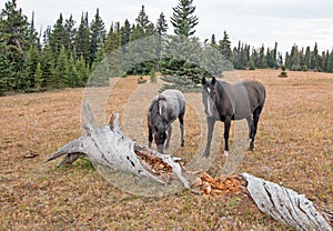 Wild Horses in Montana USA - Blue roan mare and Black stallion next to dead rotting log in the Pryor Mountains Wild Horse Range
