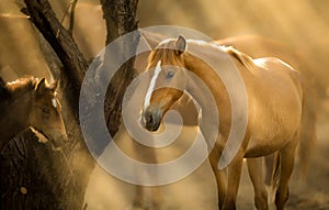 Wild Horses, Mother and Foal Mustangs in Salt River, Arizona