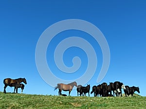 Wild horses in the mountain