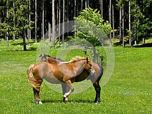 Wild horses in mountain