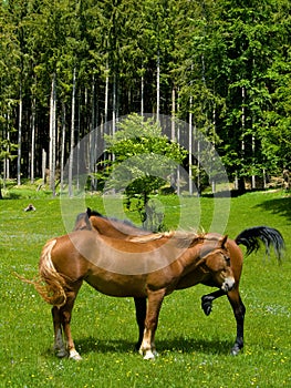 Wild horses in mountain