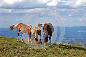 Wild horses on mountain Stolovi Serbia