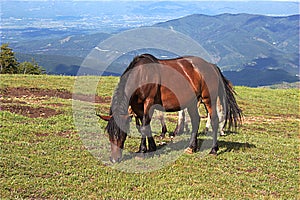 Wild horses on mountain Stolovi Serbia