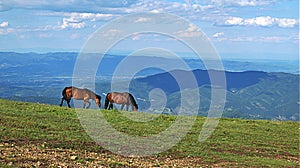 Wild horses on mountain Stolovi Serbia