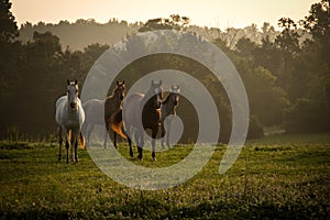 Wild horses in the mountains at sunrise 2