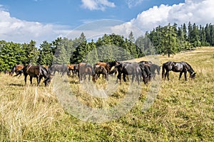 Wild horses, Muran plain, Slovakia