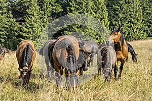 Wild horses, Muran plain, Slovakia