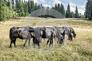 Divocí koně, Muráň, Slovensko