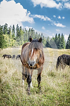 Divoké kone, Muránska planina, Slovensko