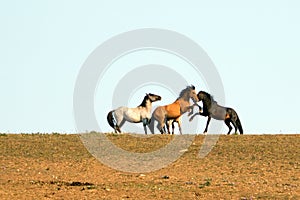 Wild Horses / Mustang Stallions fighting in the Pryor Mountains Wild Horse Range on the state border of Wyoming and Montana USA