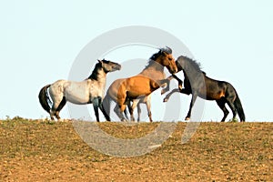 Wild Horses / Mustang Stallions fighting in the Pryor Mountains Wild Horse Range on the state border of Wyoming and Montana USA