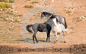 Wild Horses / Mustang Stallions fighting in the Pryor Mountains Wild Horse Range on the state border of Wyoming and Montana USA