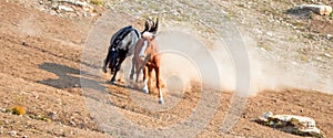 Wild Horses / Mustang Stallions fighting in the Pryor Mountains Wild Horse Range on the state border of Wyoming and Montana USA