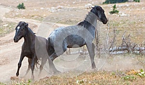 Wild Horses / Mustang Stallions fighting in the Pryor Mountains Wild Horse Range on the state border of Wyoming and Montana USA