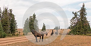 Wild Horses / Mustang Stallions fighting in the Pryor Mountains Wild Horse Range on the state border of Wyoming and Montana USA