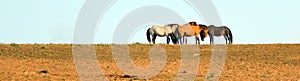 Wild Horses / Mustangs facing off before fighting in the Pryor Mountains Wild Horse Range on border of Wyoming and Montana USA