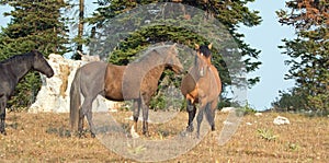 Wild Horses / Mustangs facing off before fighting in the Pryor Mountains Wild Horse Range on border of Wyoming and Montana USA