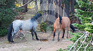 Wild Horses / Mustangs facing off before fighting in the Pryor Mountains Wild Horse Range on border of Wyoming and Montana USA