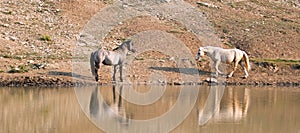 Wild Horses / Mustangs facing off before fighting in the Pryor Mountains Wild Horse Range on border of Wyoming and Montana USA