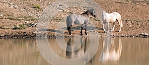 Wild Horses / Mustangs facing off before fighting in the Pryor Mountains Wild Horse Range on border of Wyoming and Montana USA