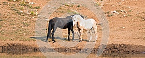 Wild Horses / Mustangs facing off before fighting in the Pryor Mountains Wild Horse Range on border of Wyoming and Montana USA