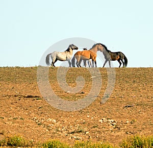 Wild Horses / Mustangs facing off before fighting in the Pryor Mountains Wild Horse Range on border of Wyoming and Montana USA