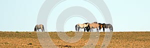 Wild Horses / Mustangs facing off before fighting in the Pryor Mountains Wild Horse Range on border of Wyoming and Montana USA