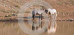 Wild Horses / Mustangs facing off before fighting in the Pryor Mountains Wild Horse Range on border of Wyoming and Montana USA