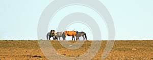 Wild Horses / Mustangs facing off before fighting in the Pryor Mountains Wild Horse Range on border of Wyoming and Montana USA