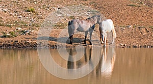 Wild Horses / Mustangs facing off before fighting in the Pryor Mountains Wild Horse Range on border of Wyoming and Montana USA