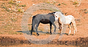 Wild Horses / Mustangs facing off before fighting in the Pryor Mountains Wild Horse Range on border of Wyoming and Montana USA