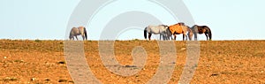 Wild Horses / Mustangs facing off before fighting in the Pryor Mountains Wild Horse Range on border of Wyoming and Montana USA