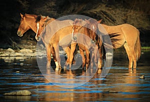 Wild Horses Mustangs in Salt River, Arizona