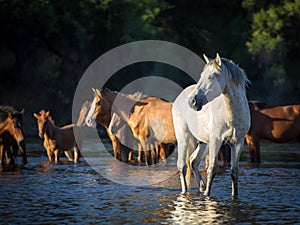 Wild Horses, Mustangs in Salt River, Arizona