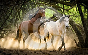 Wild Horses, Mustangs in Salt River, Arizona