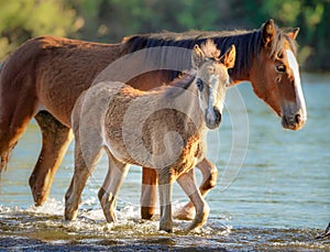 Wild Horses Mustangs in Salt River, Arizona photo