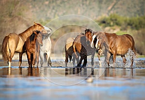 Wild Horses Mustangs in Salt River, Arizona photo