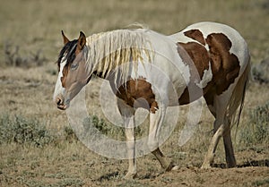 Wild horses or mustangs in Wyoming