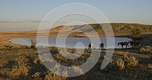 Wild horses or mustangs in Wyoming