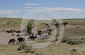 Wild horses or mustangs in Wyoming