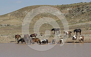 Wild horses or mustangs in Wyoming