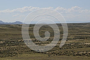 Wild horses or mustangs in Wyoming