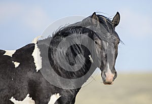 Wild horses or mustangs in Wyoming