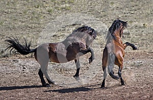 Wild horses or mustangs in Wyoming