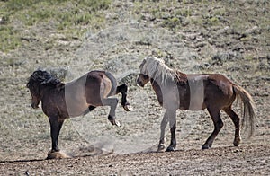 Wild horses or mustangs in Wyoming