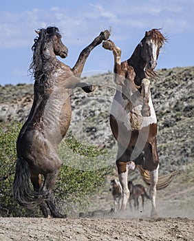 Wild horses or mustangs in Wyoming