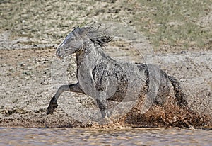 Wild horses or mustangs in Wyoming