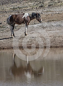 Wild horses or mustangs in Wyoming