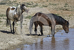 Wild horses or mustangs in Wyoming